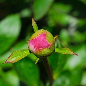 Peony20250520.jpg