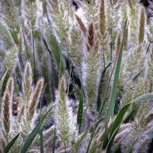 foxtails0 xv 4.jpg