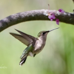 IMG_4579.jpg