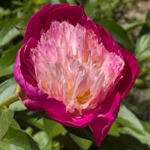 Peony20250522.jpg