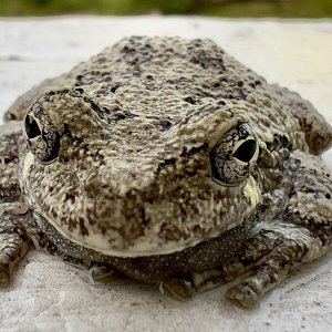 Frog2.jpg