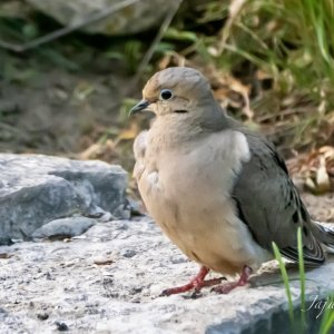 IMG_4583.jpg