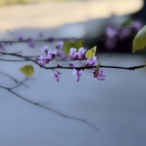 IMG_6463.jpeg