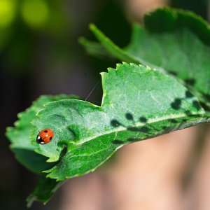 Ladybird20250520.jpg