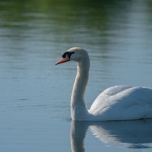 _Z630760.jpg