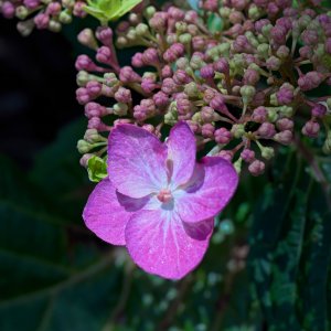 Hydrangea Flower and Buds.jpeg