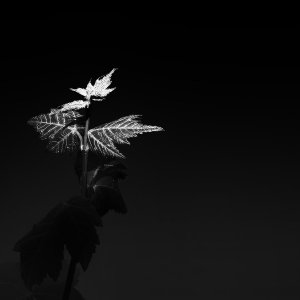 Sunshine and Shadow (B&W).jpeg