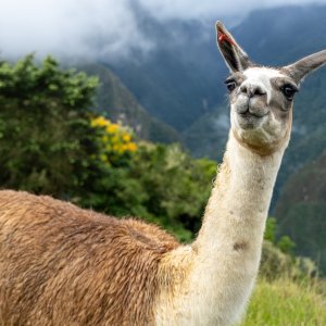 Alpaca.jpg
