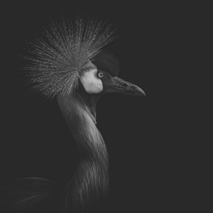 _DSC2388.jpeg
