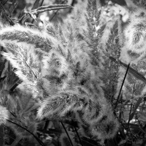 fluffy creek foxtails xvbw.jpg