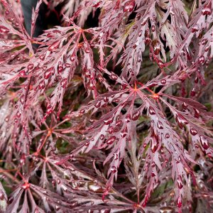 JapaneseMaple20250527.jpg