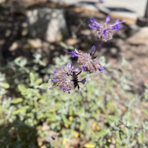 IMG_6967.jpeg