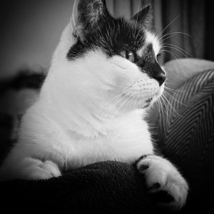 2024 -27.05.24 - DIGBY - B&W.jpg