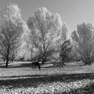 fall grazing 2 xbw.jpg