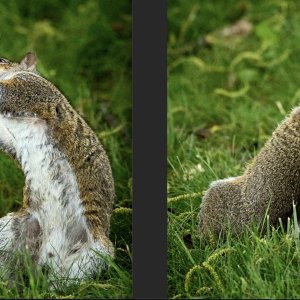 drunk squirrel.jpg