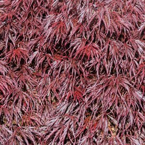JapaneseMaple20250520.jpg