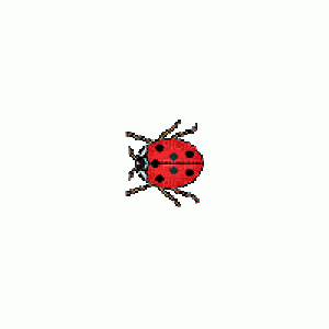 Lady Beetle.gif