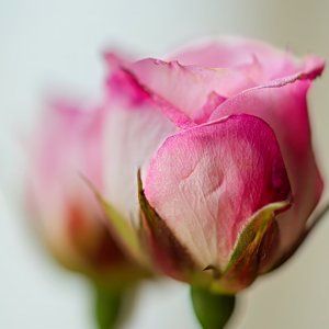 Pink Pair.jpeg