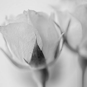 Together (B&W).jpeg