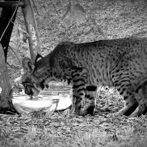 bobcat2 drinking standingxcropbw.jpg