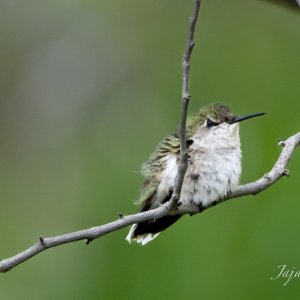 IMG_4603.jpg