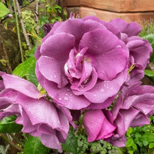 Rose20250529.jpg