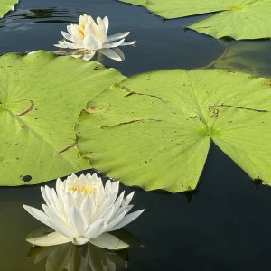 IMG_1867.jpeg