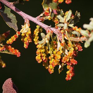 P1014165 live oak buds xv.jpg