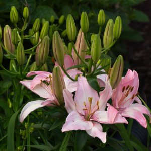 Lilies in May.jpeg
