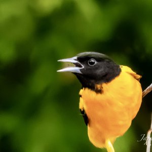 IMG_4605.jpg