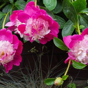 Peony20250529.jpg