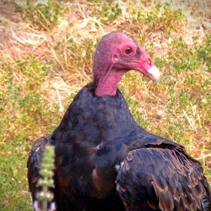 P7090004 Turkey vulture profile xv.jpg