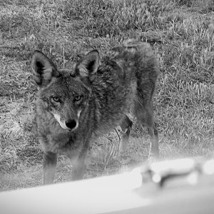 coyote at window 2xxbw3v.jpg