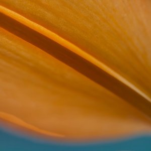 Orange on the Diagonal.jpeg