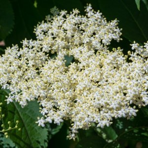 Elderflower20250520.jpg