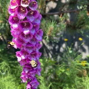 POTD June - 1_a.jpeg