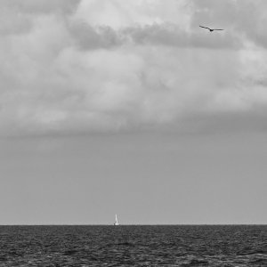Bird and Boat.jpeg