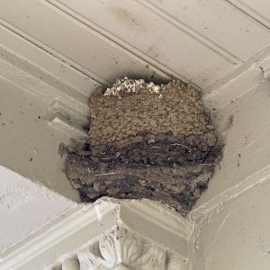 HouseMartinNest20250430.jpg