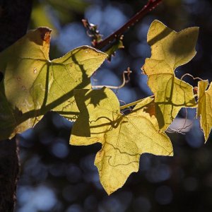 P1014329 x.jpg