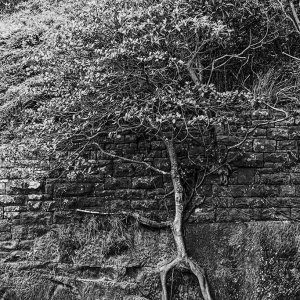 _VII0485_Tree_&_Wall.jpg