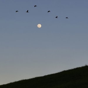 IMG_1415b.JPG