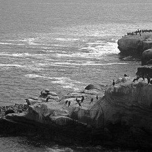 cormorant rock lj cove xbw.jpg