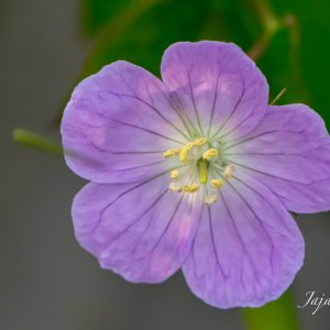 IMG_4646.JPG