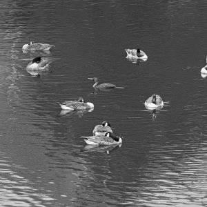 Passing Through the Sleeping Crowd (B&W).jpeg