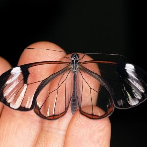 Glasswing.jpg