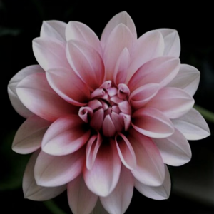 IMG_5307.png