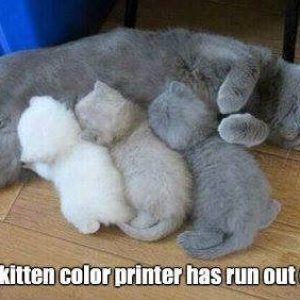 kitten-color-printer-has-run-out-ink-weknowmemes.jpg