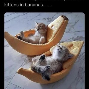 just-case-anyone-needs-picture-kittens-bananas.jpg