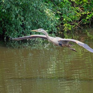 Alfred Winging His Way to Another Spot.jpeg