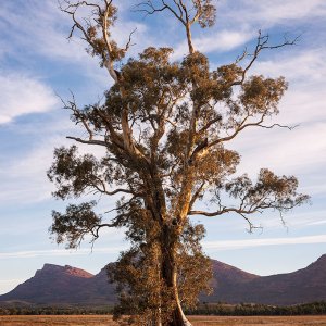 _IGP4009_Cazneaux_Tree.jpg